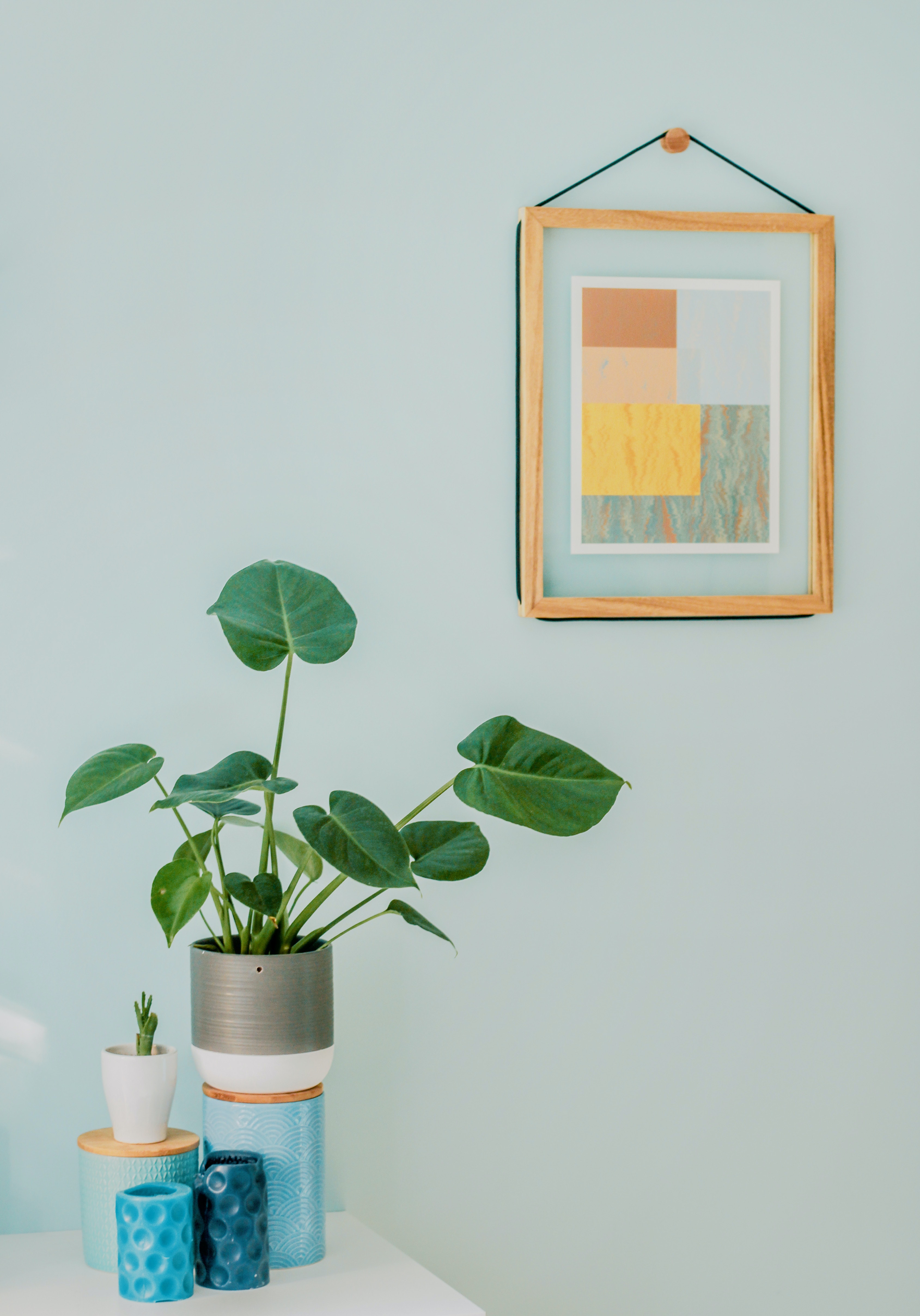 plant with frame on wall